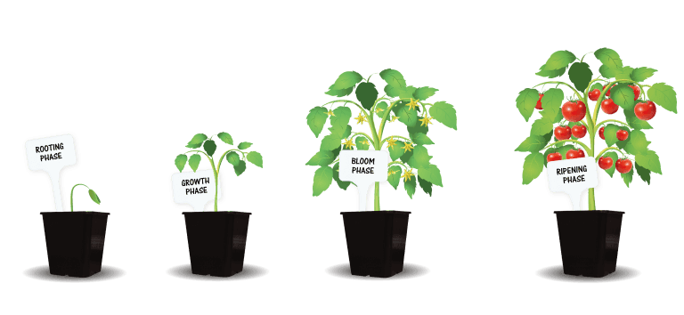 Four plant pots showing the rooting, growth, bloom and ripening phase