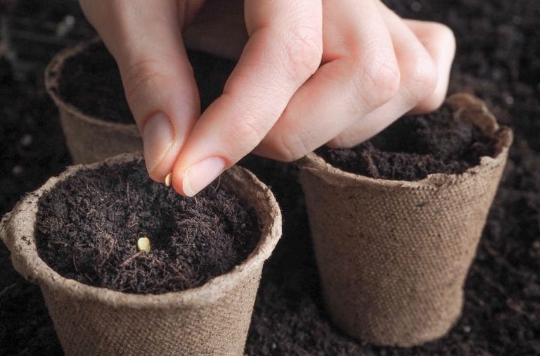 A hand putting a seed in a biodegradable plant pot