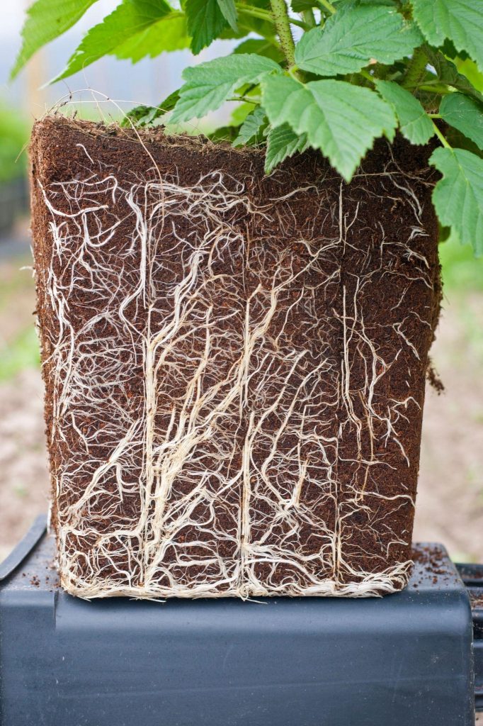 A block shaped collection of soil with a lot of roots intertwined with each other