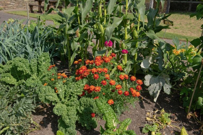 Kale, corn, and Tagetes plants growing together in a garden, demonstrating effective companion planting techniques.