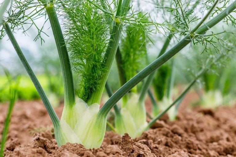 Fennel crop growing separately in the garden, illustrating the need for isolation due to its allelopathic properties.
