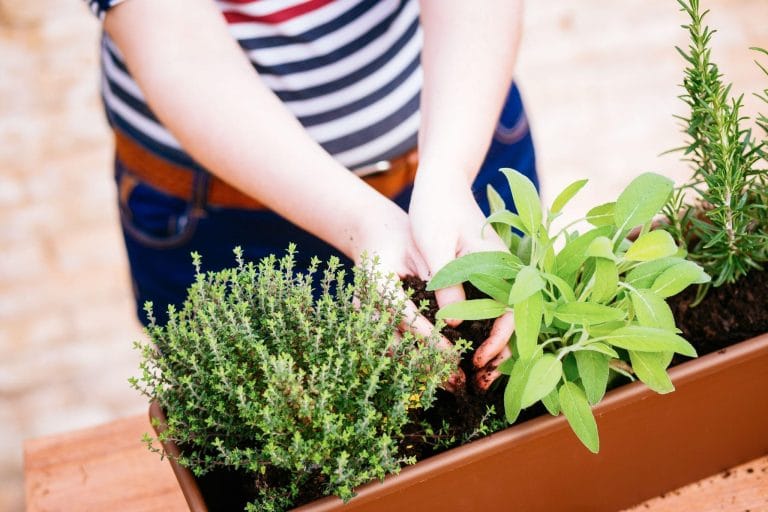 Thyme, sage, and rosemary plants shown together, illustrating aromatic herbs that naturally protect companion crops.