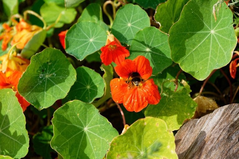 A bee collecting nectar from a vibrant nasturtium flower, supporting pollination and biodiversity in the garden ecosystem.