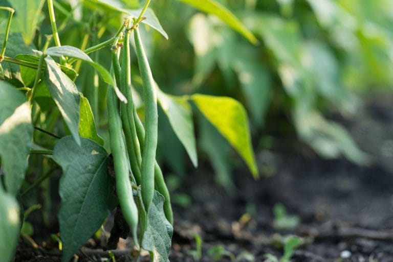 Green bean plant shown fixing atmospheric nitrogen in the soil, improving fertility and supporting companion plant growth.