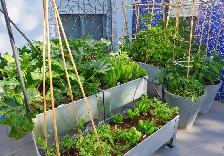 Various vegetables growing together in an urban garden, demonstrating sustainable and efficient companion planting methods.