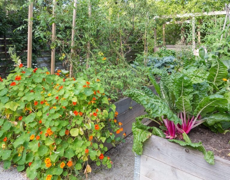 A large nasturtium plant thriving in a raised vegetable garden, promoting natural pest control and companion planting.