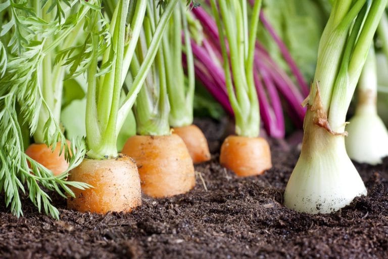 Carrots and spring onions growing side by side in a garden bed, showing effective companion planting for pest control.