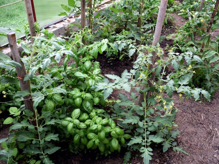 Basil growing next to tomato plants in a garden, demonstrating companion planting that enhances growth and flavor.