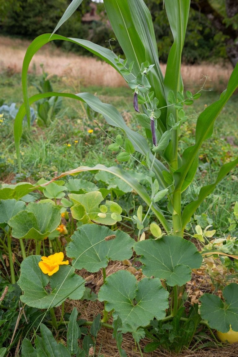 The Three Sisters planting method with corn, beans, and pumpkin, showing natural support, soil cover, and nutrient balance.