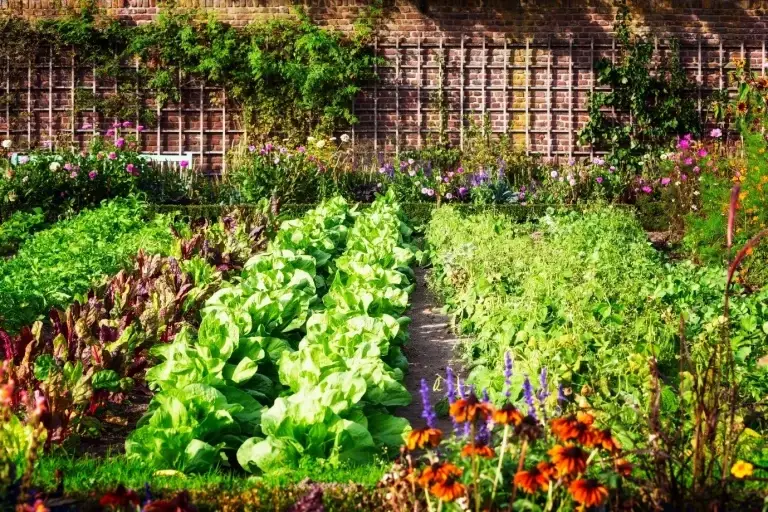 A thriving outdoor garden with lush plants ready for harvest, showcasing healthy growth and sustainable cultivation.