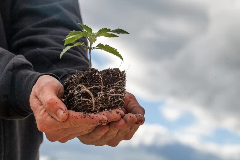 Farmer holds a young cannabis plant.