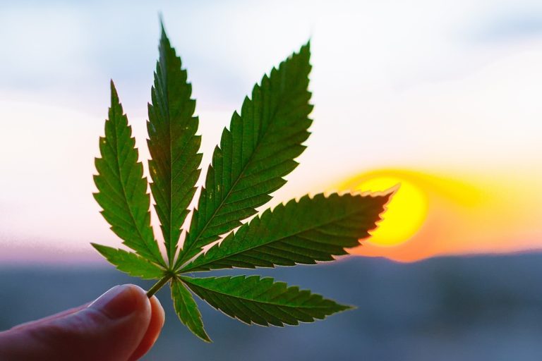 Cannabis leaf silhouetted against a beautiful sunset, symbolizing natural harmony and the plant’s therapeutic potential.