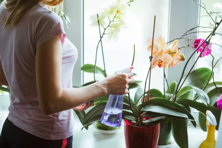 Person gently spraying Phalaenopsis orchids, demonstrating proper orchid care and hydration for healthy blooming plants.