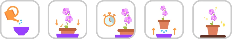 Animated timeline illustrating the orchid feeding process, showing each growth stage and proper nutrient application.