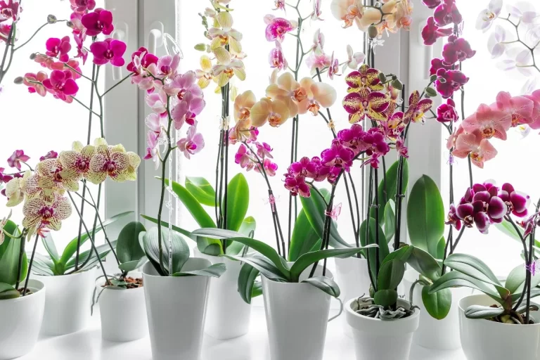 Different varieties of Phalaenopsis orchids blooming beautifully in indirect sunlight near a bright indoor window.