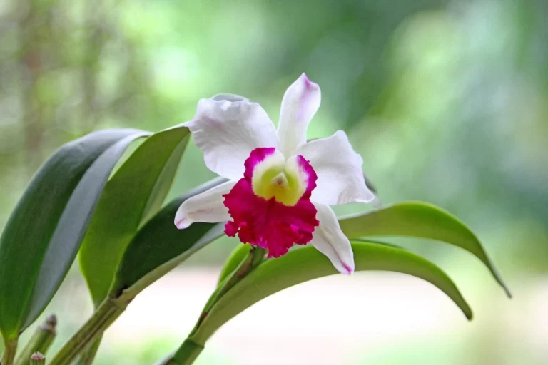 Close-up detail of a vibrant Cattleya orchid flower, highlighting its delicate petals and rich color patterns.