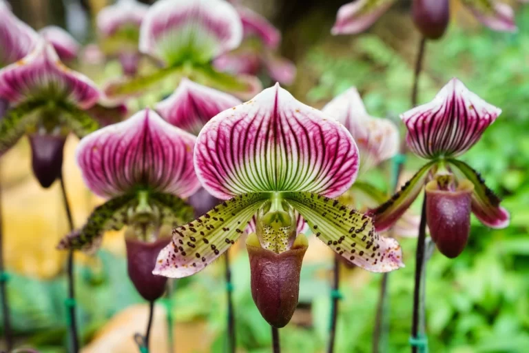 Beautiful cluster of Paphiopedilum orchids in full bloom, showcasing their unique slipper-shaped flowers and vivid colors.