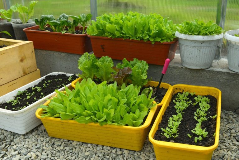 Plants growing in trays