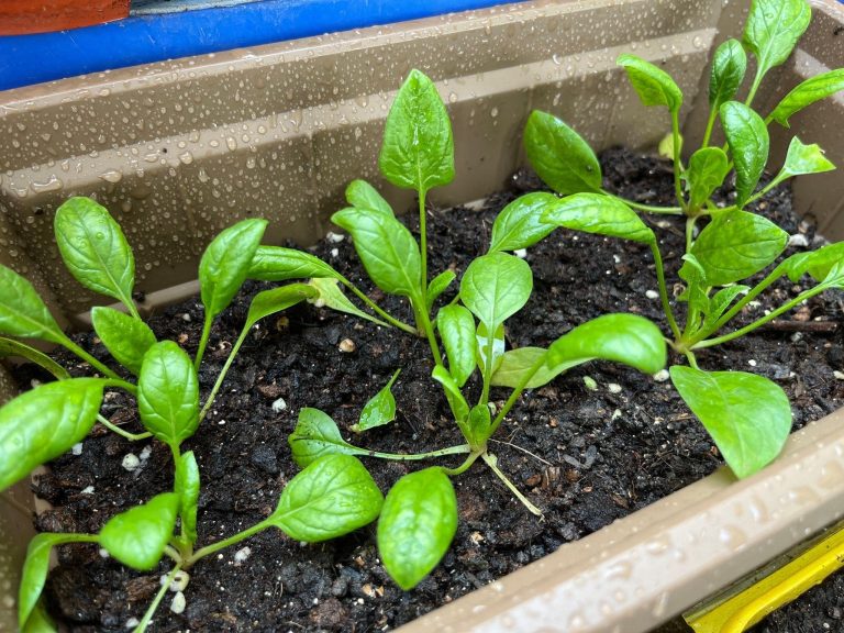 Healthy spinach plants growing in pots, demonstrating efficient container gardening and nutrient-rich leafy growth.