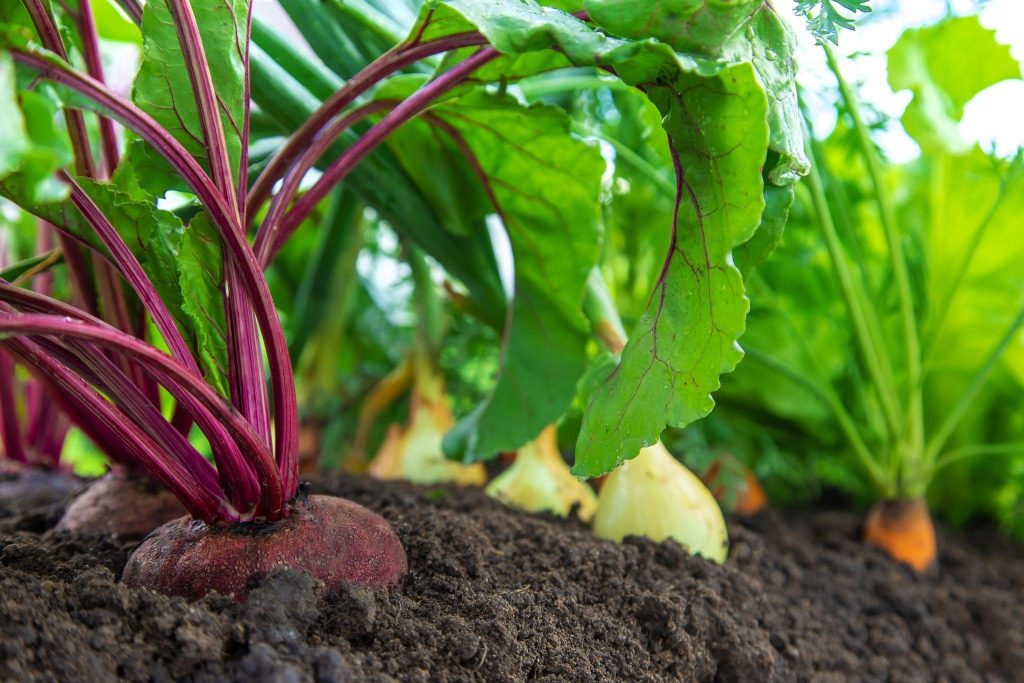 Beetroots, onions and carrots