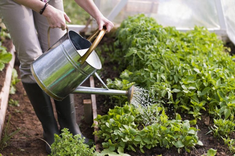 Gardener watering their plants