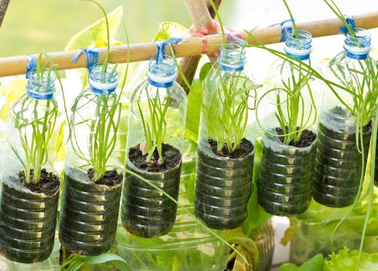 Series of plants growing out of a empty water bottles