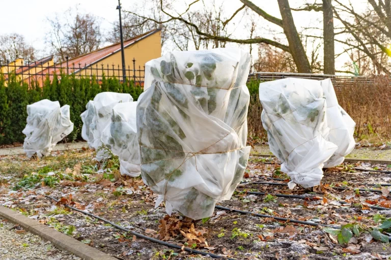 Covered evergreens to protect them from cold and dryness.