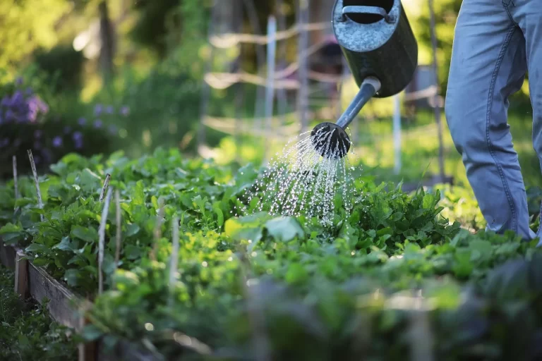 Watering the vegetables in a raised bed.