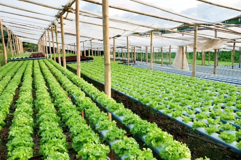 This NFT hydroponic installation makes better use of space, achieving more plants in the same area.