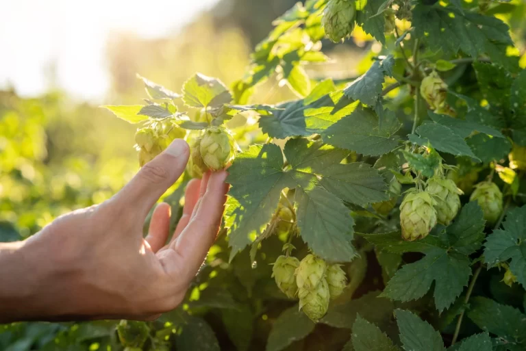 The picture shows a healthy hop plant in its flowering phase. Certain similarities can be observed between the morphology of hemp plants and hop plants due to their phylogenetic closeness.