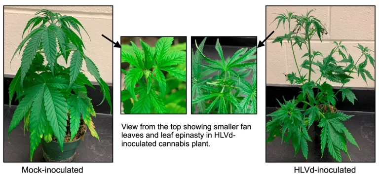 Left picture is a control plant and the right picture is a plant infected with HLVd. The detailed images show a comparison between an abnormal growth of the top leaves. Image source: Adkar-Purushothama, C.R.; Sano, T.; Perreault, J.-P. Hop Latent Viroid: A Hidden Threat to the Cannabis Industry. Viruses 2023, 15, 681. https://doi.org/10.3390/v15030681