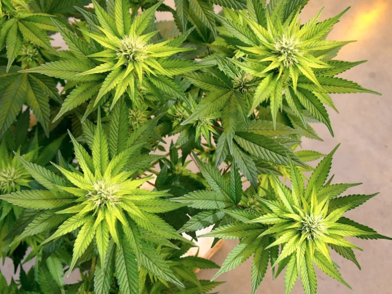 Plants infected with HLVd exhibit characteristic yellowing of leaves near the bud sites. Image credit: Zamir Punja, PhD (Medical Genomics)