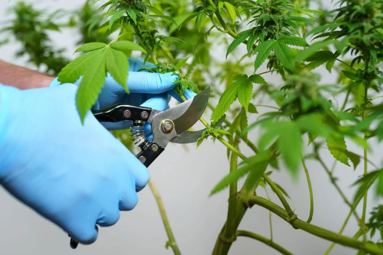 Between working on one plant and the next, remember to properly disinfect tools and your hands, or gloves, to avoid passing the infection in case the plant is asymptomatic.