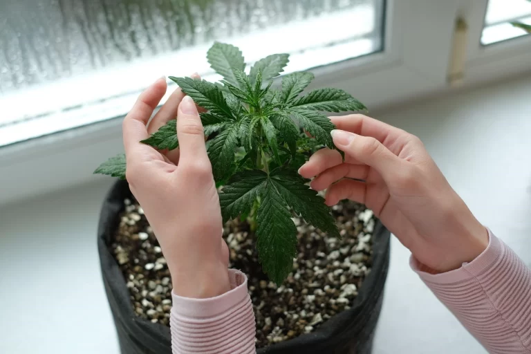 A woman taking care of a cannabis plant.
