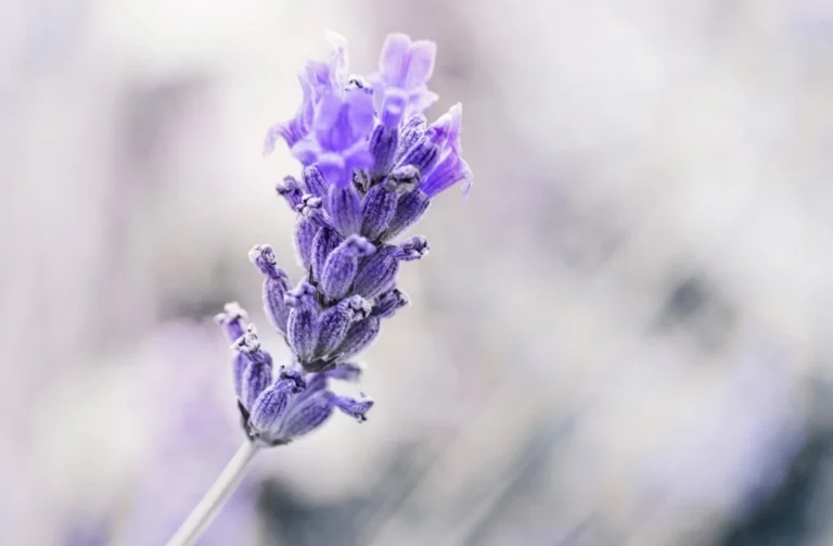 A lavender flower. The aroma is more perceptible in this part of the plant due to its higher concentration of trichomes and terpenes.