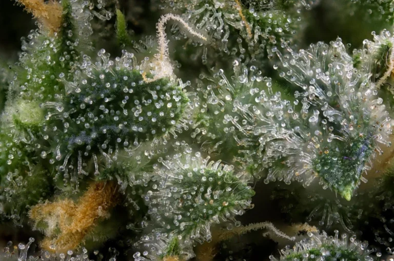 Close-up of a plant rich in glandular trichomes where terpenes can be found in high concentrations.