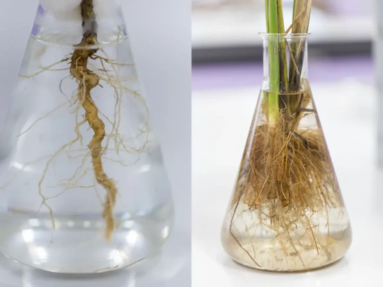 Differences between a plant with a strong tendency to develop a central root (left) vs. one with a tendency to form fibrous roots (right).