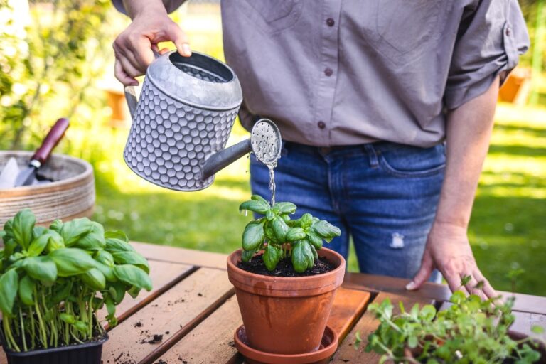 Watering a basil plant in a small pot. Watering must be controlled so as not to waterlog the roots.