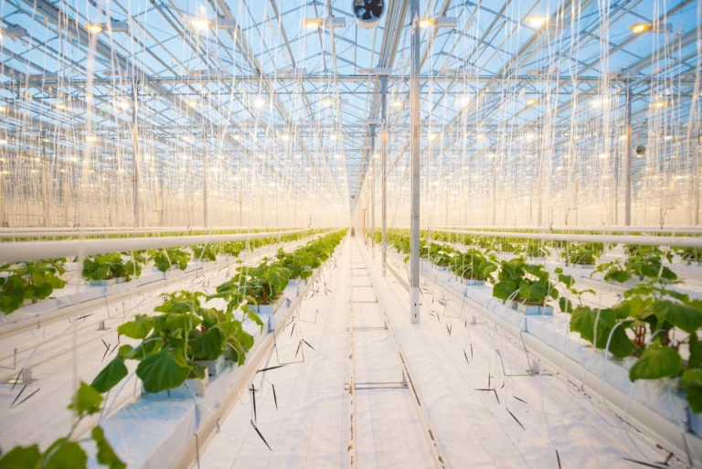 Large modern greenhouse with a hydroponic growing plant using rockwool.