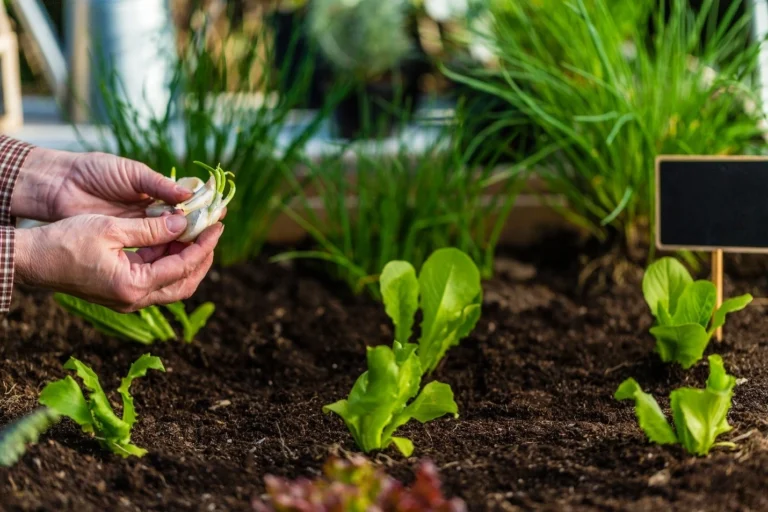 Starting an organic garden can be as easy as it is rewarding.