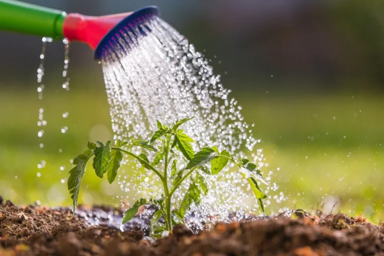 Watering a young tomato plant.