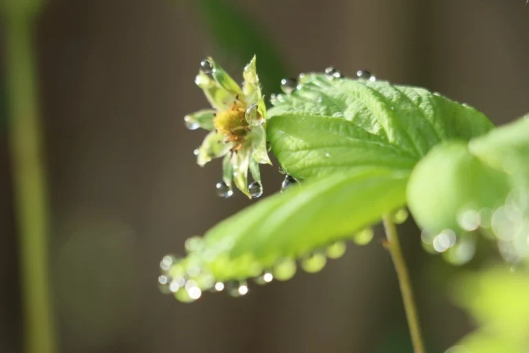 This phenomenon is known as guttation. It occurs when the plant is in conditions that favour rapid absorption of water and minerals and minimal transpiration.