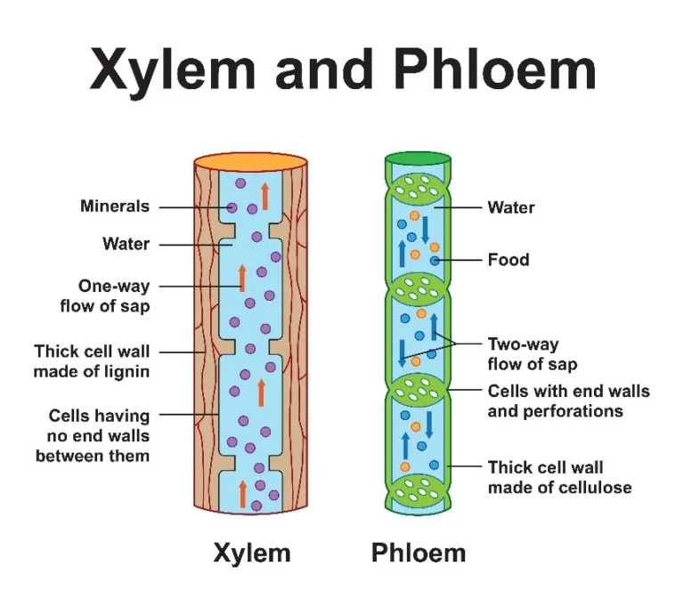 Representation of xylem and phloem and their main characteristics.