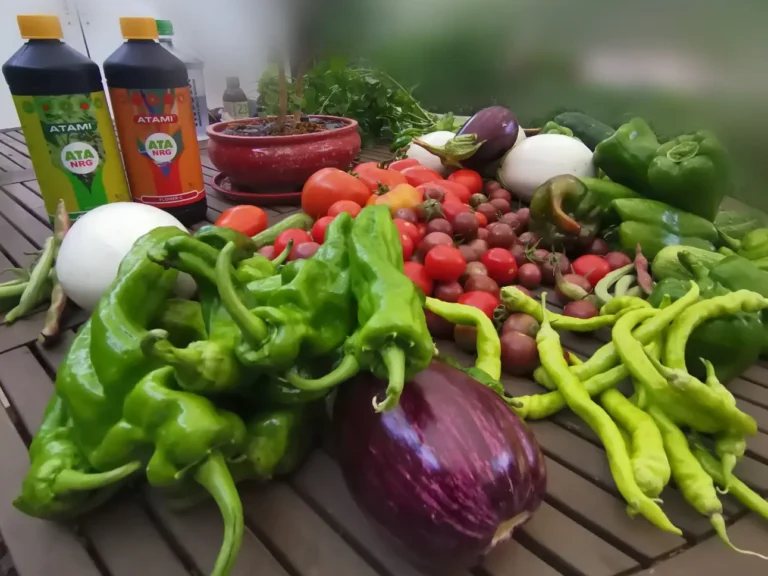 Photo submitted by an Atami user satisfied with his harvest.