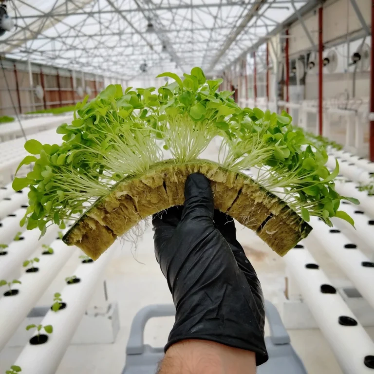 Stone wool germinating trays are easy to use and give remarkable results.