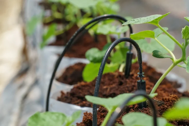A drip irrigation system using coco coir.