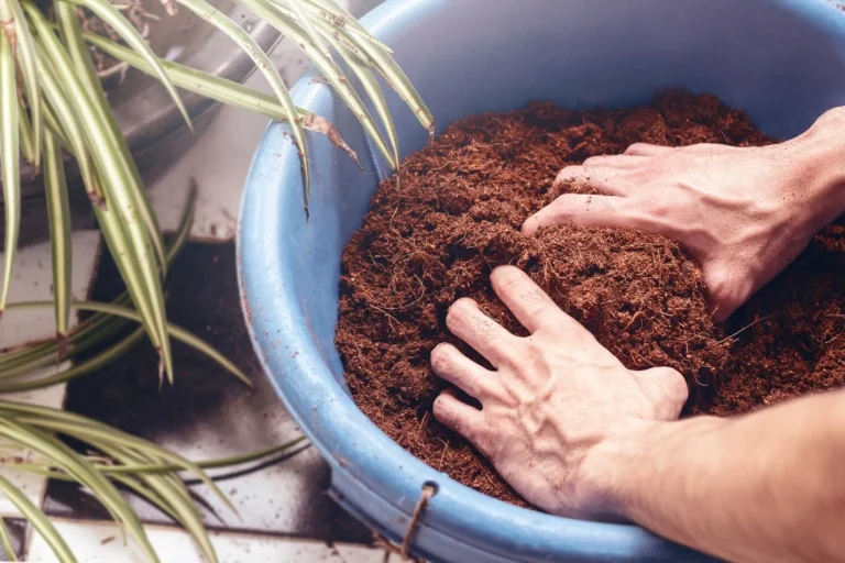 Coco coir is becoming very popular for horticulturists and hobbyists.