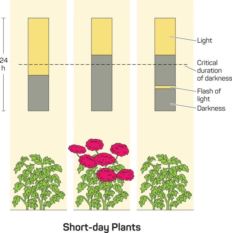 Animated illustration explaining how the vegetative phase differs in short-day, long-day, and day-neutral plants based on light cycles.