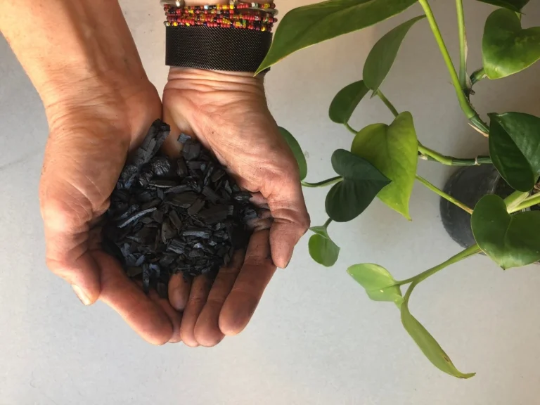 Biochar is a great ally in regenerative farming.