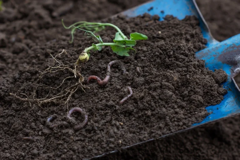 Shovel digging into rich black soil with visible earthworms, illustrating healthy soil structure and natural organic activity.